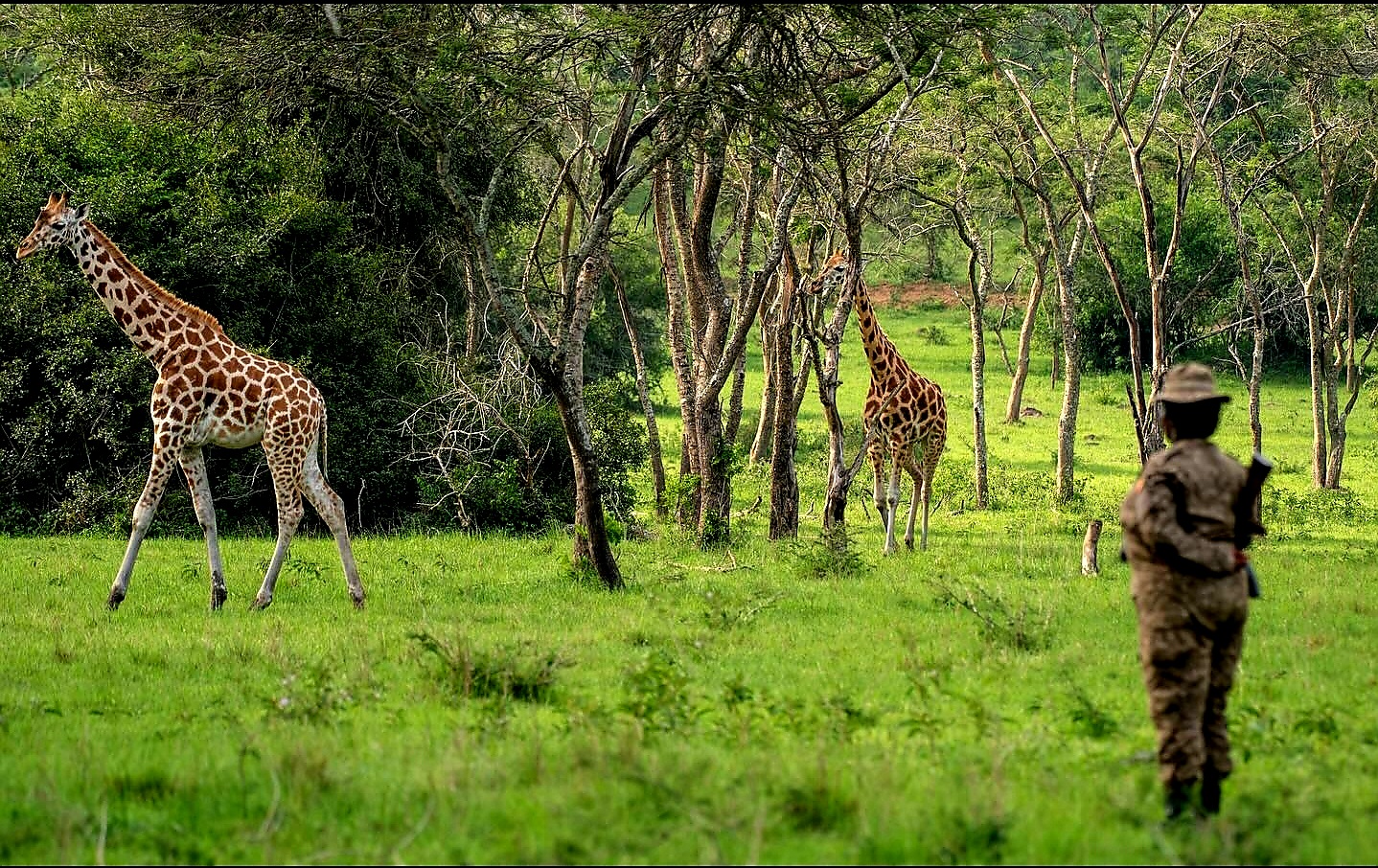 Image number 9 for Wild Uganda: 7-Day Primate & Gorilla Safari 