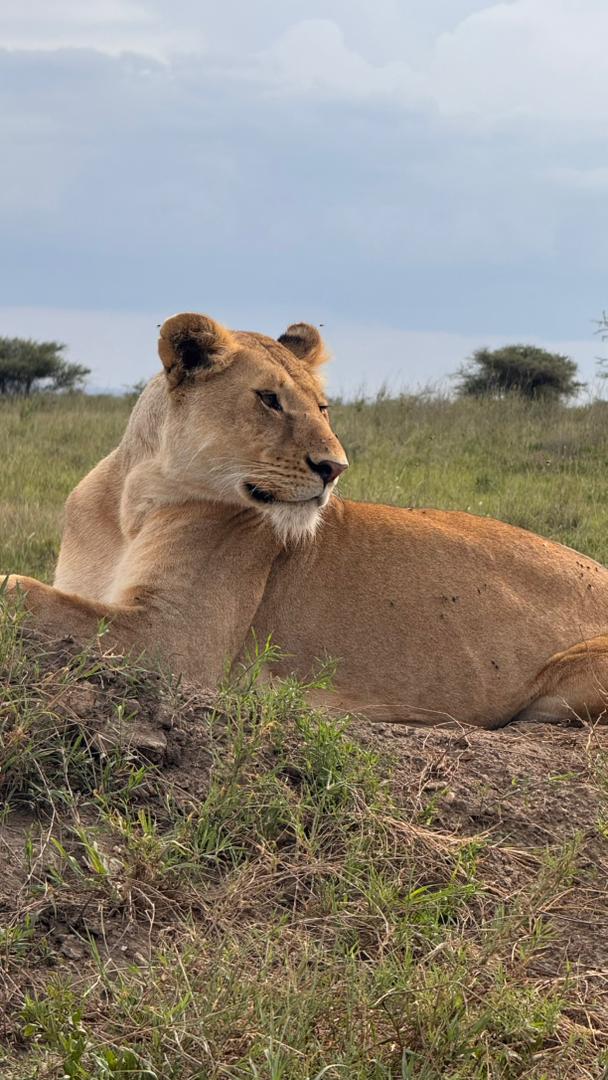 Image number 5 for Tanzania Budget Camping Safari Joining