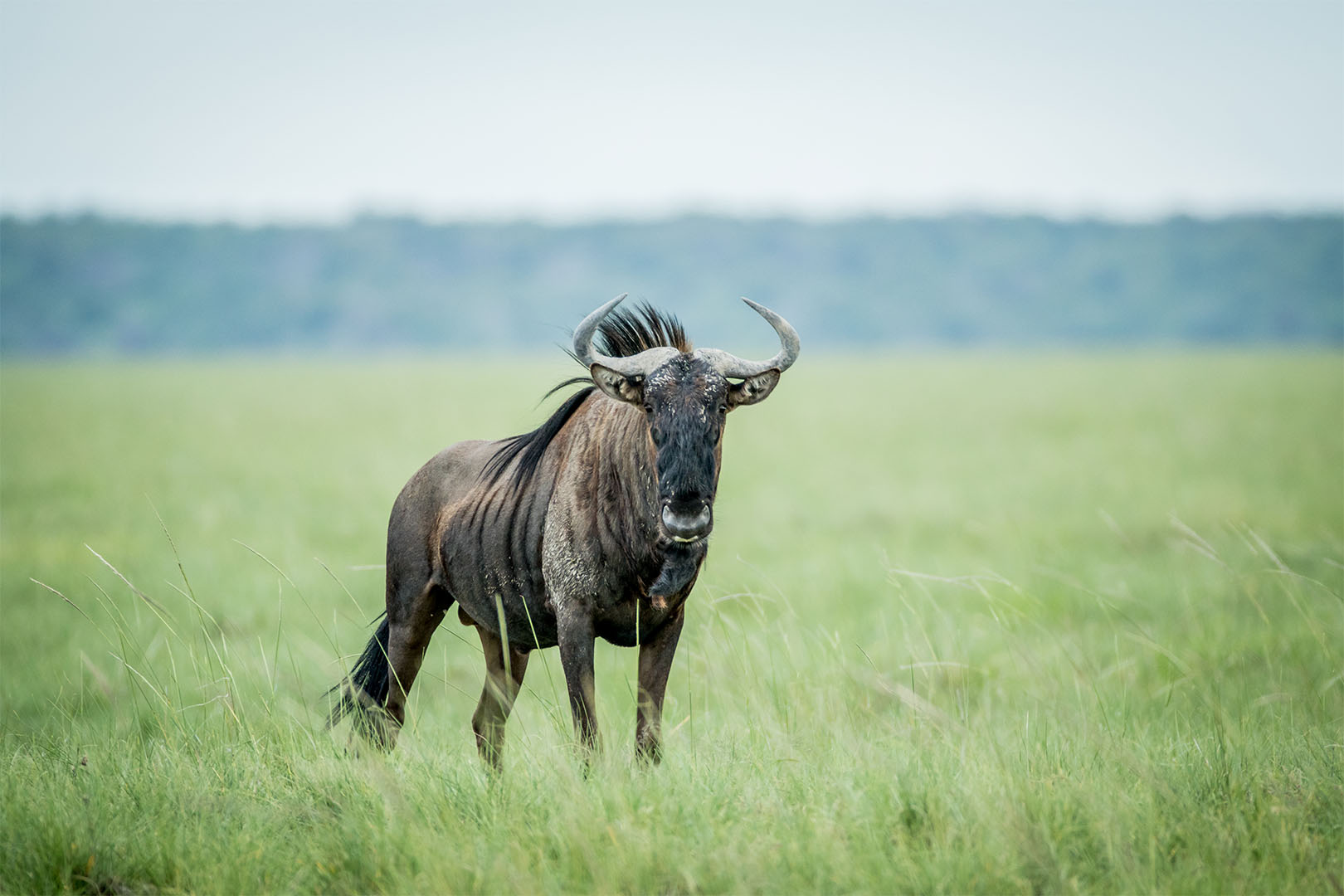Image number 1 for 06 Days Camping Safari In Northern Zone
