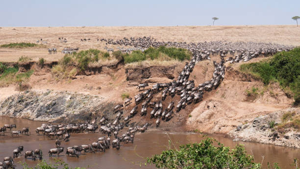 Image number 11 for The Best 3 Days Tanzania Safari To Serengeti & Ngorongoro Crater
