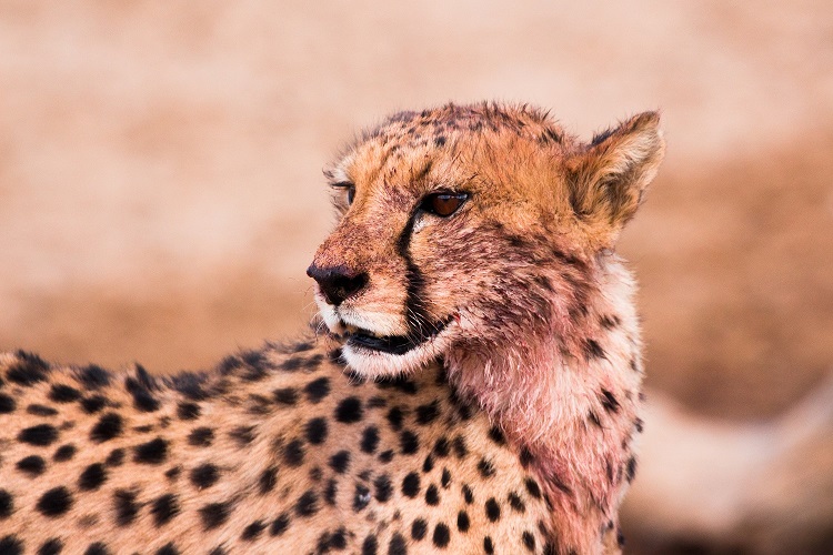 Image number 3 for 3 Days Tanzania Joining Safari 2026-2027
