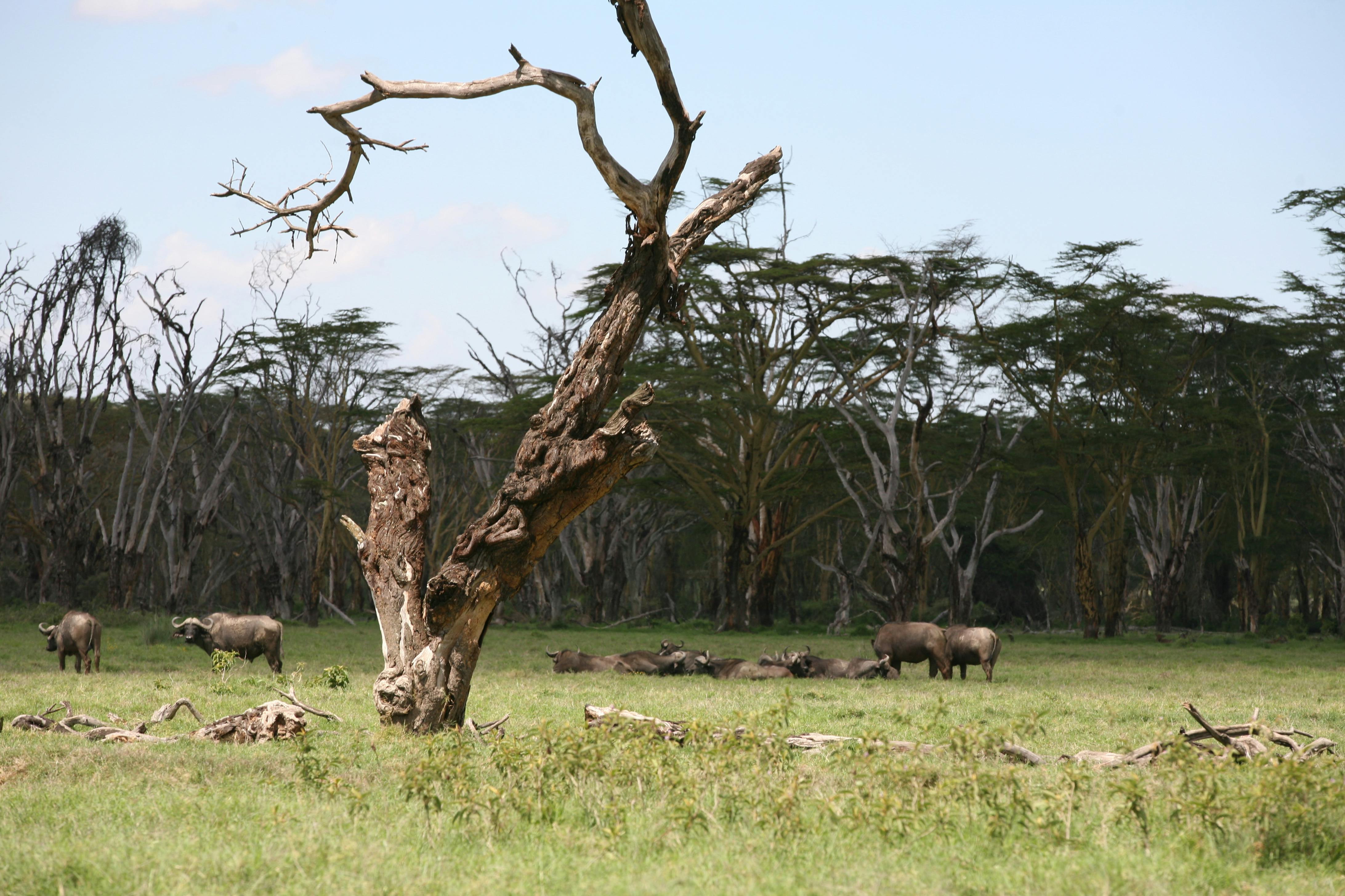 background image for - 2 Days Private Safari 