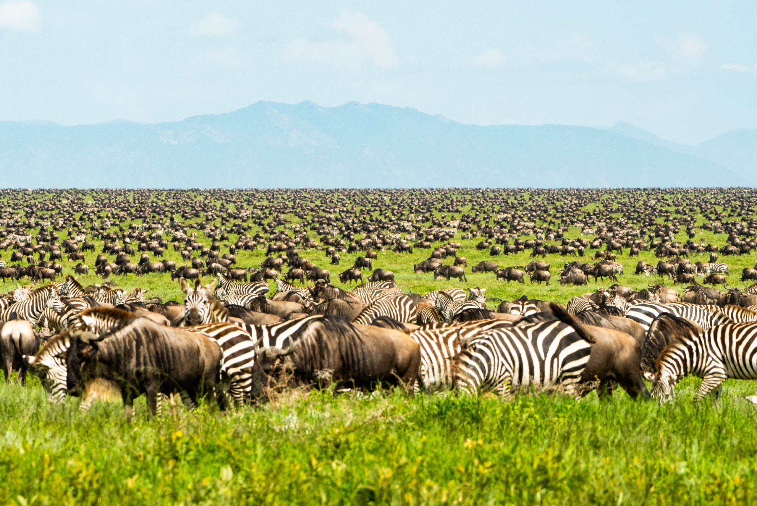background image for -  Serengeti Wildebeest Migration Calving
