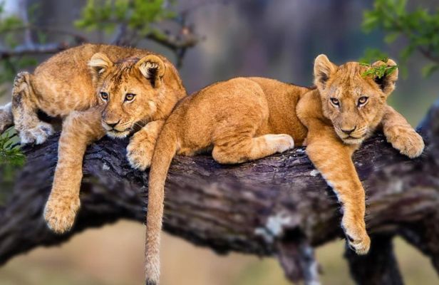 Image number 2 for Tarangire, Manyara And Ngorongoro Safari