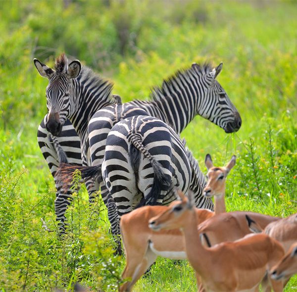 background image for - 5 Days Tanzania Luxury Safari