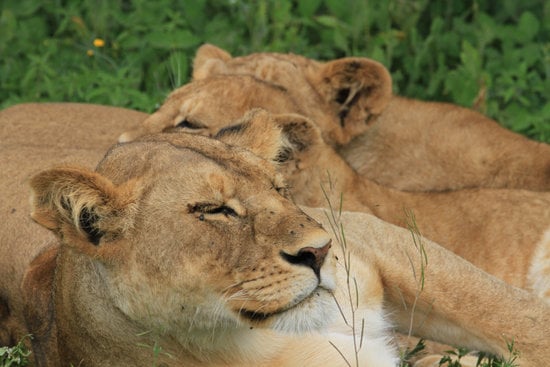 background image for - 3-Days Luxury Tanzania Safari