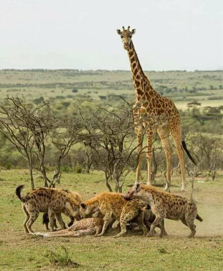 Image number 3 for 8-Day Tanzania Classic Safari: From Endless Plains