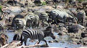 Image number 1 for 3 Days Luxury Tanzania Serengeti Migration Safari