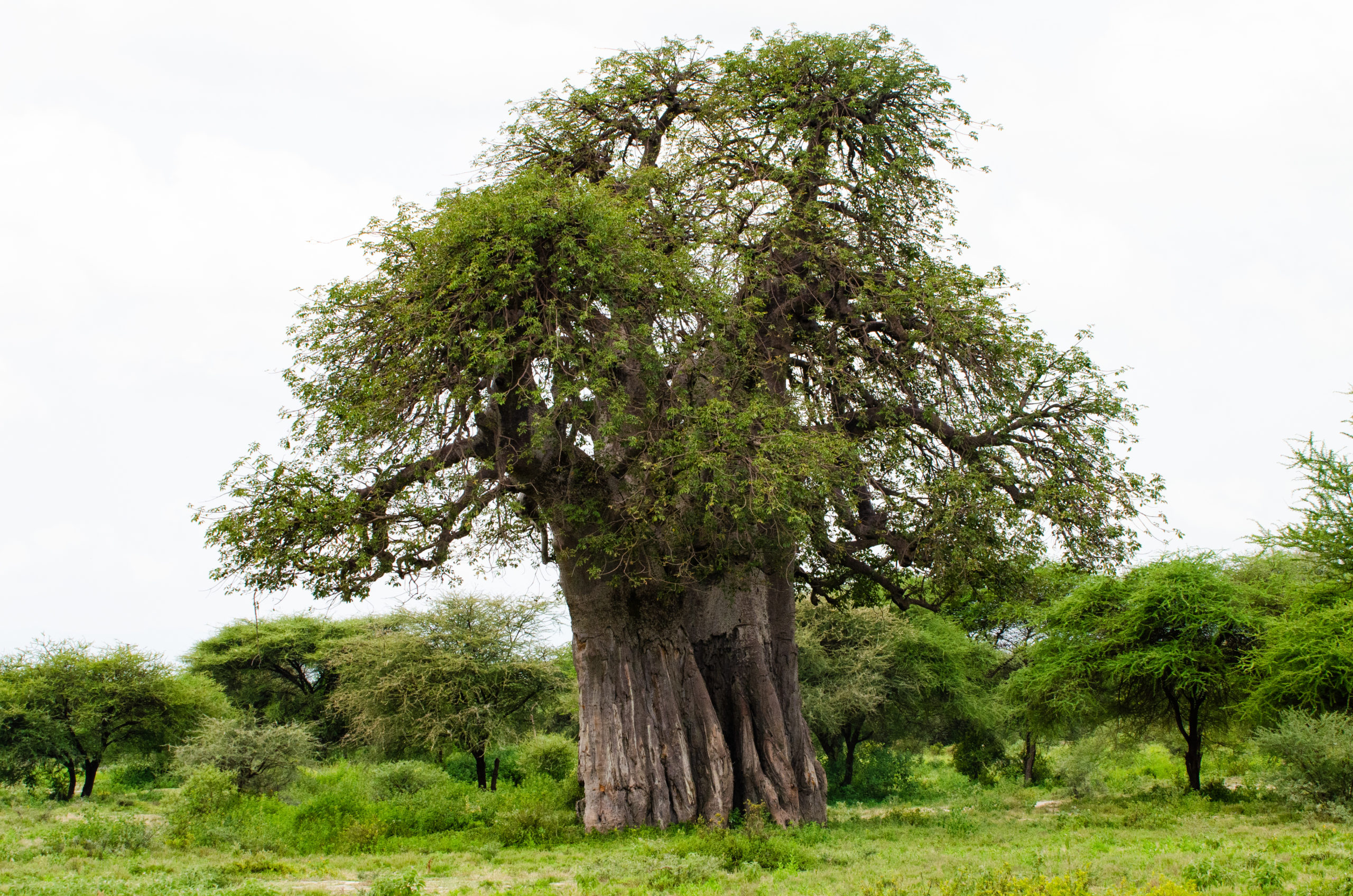 Image number 4 for  Serengeti budget Safari with big five