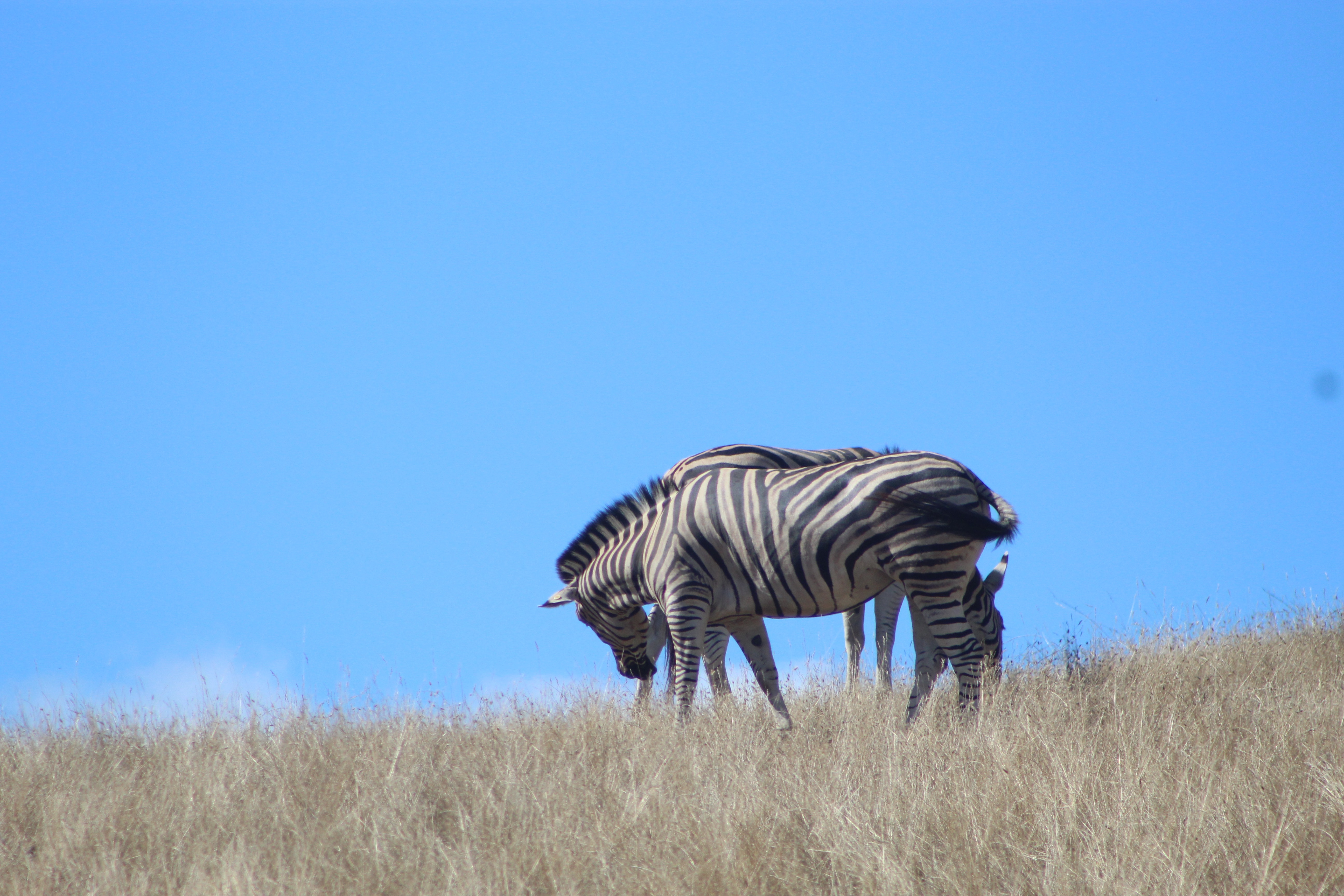 Image number 2 for 1 Day Tanzania Sharing Safari-ngorongoro