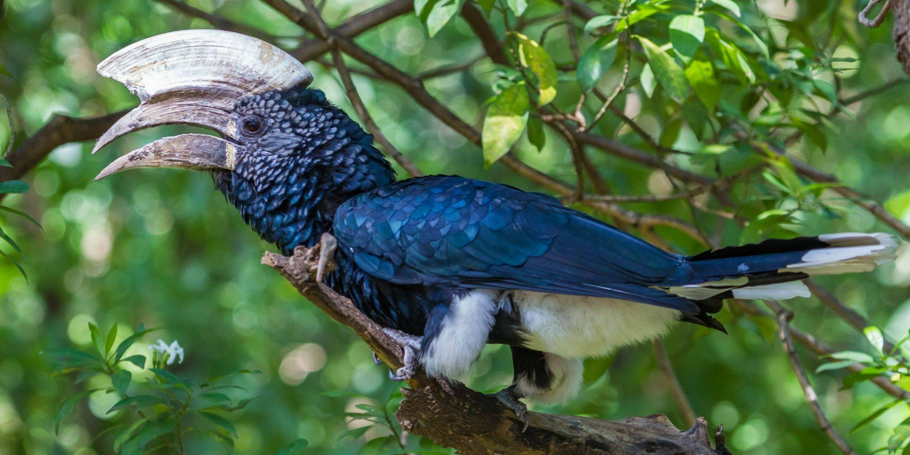 Image number 10 for 11-Day Ethiopia Birdwatching Adventure & Photograph Tour