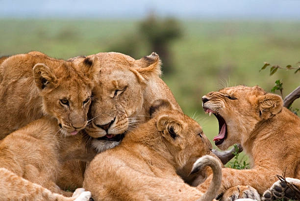 background image for - Best 3-Day Serengeti Safari