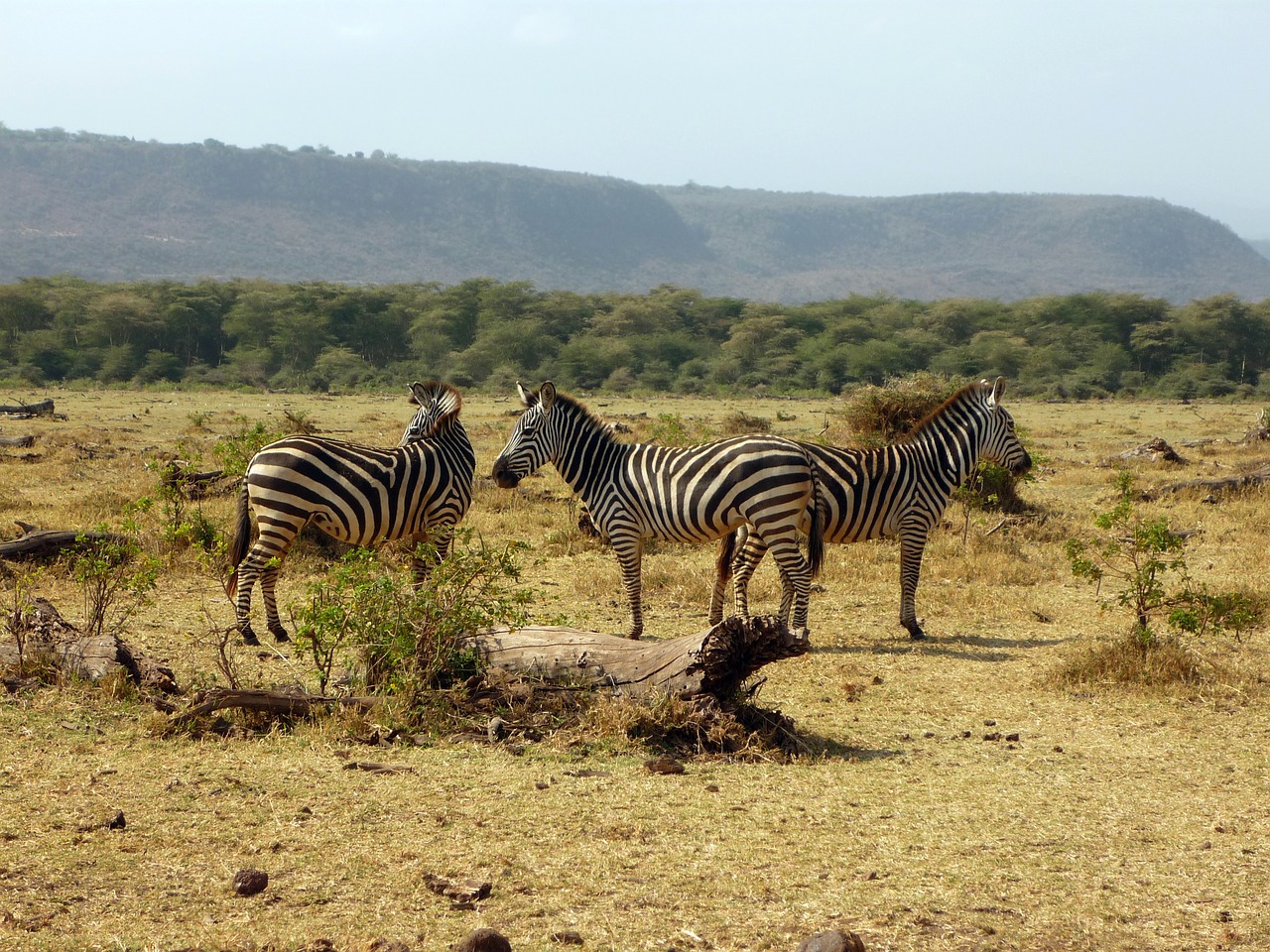 Image number 3 for 4-Day Safari Extension