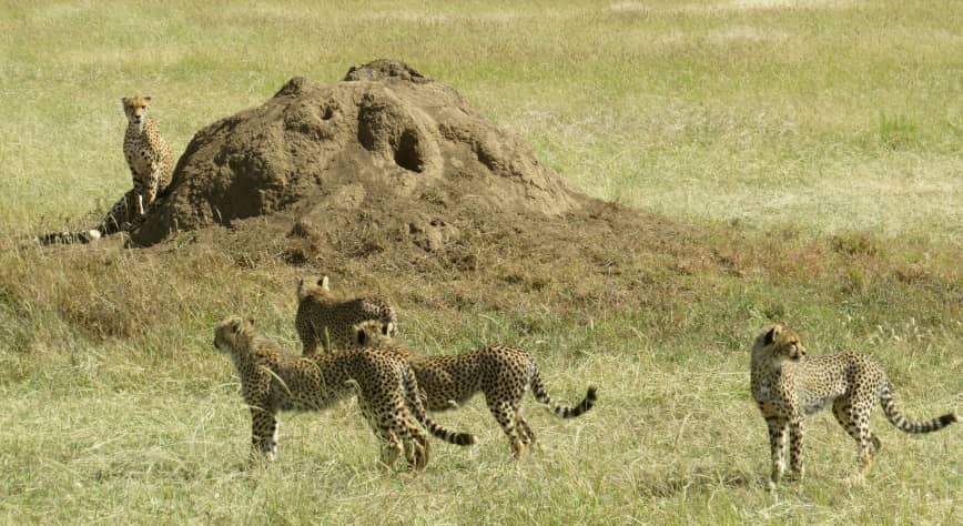 Image number 3 for Amazing Safari Serengeti and Ngorongoro