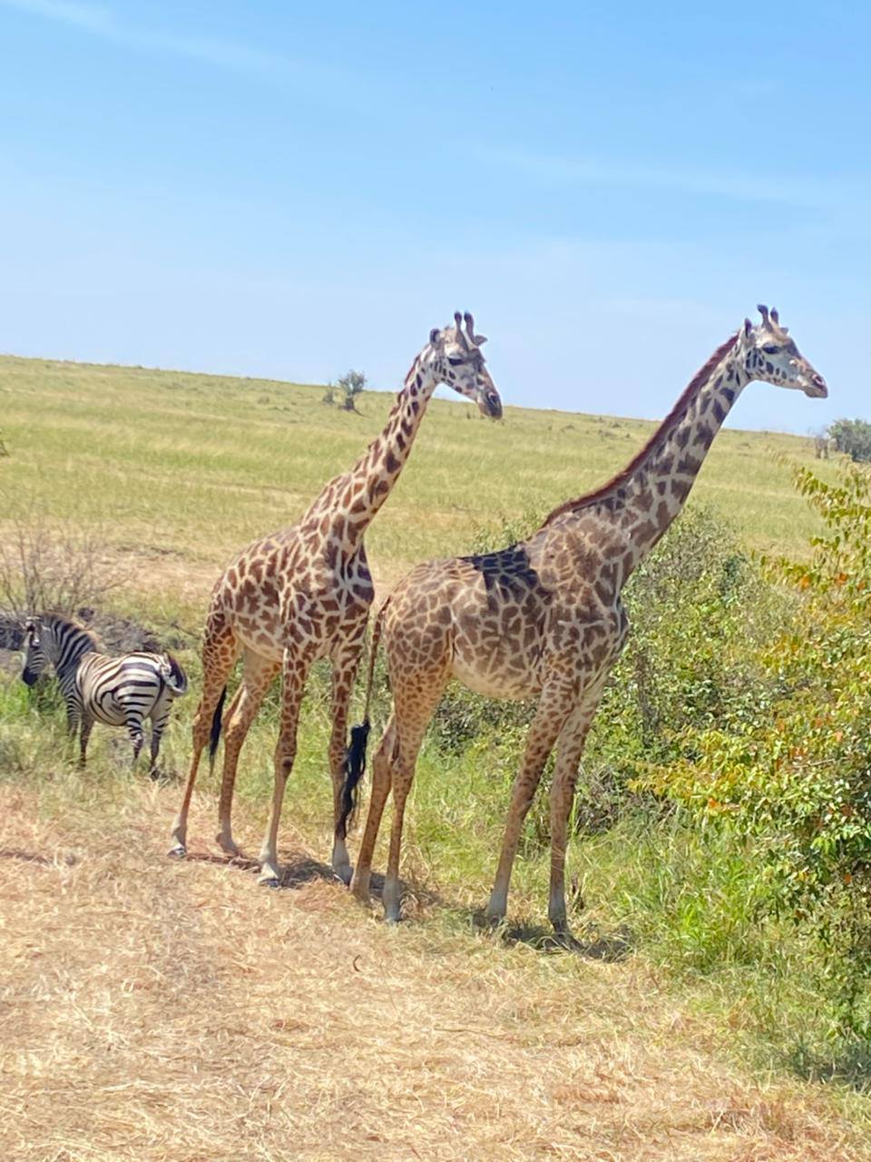 Image number 12 for 7-Day Masai Mara~nakuru~naivasha~amboseli