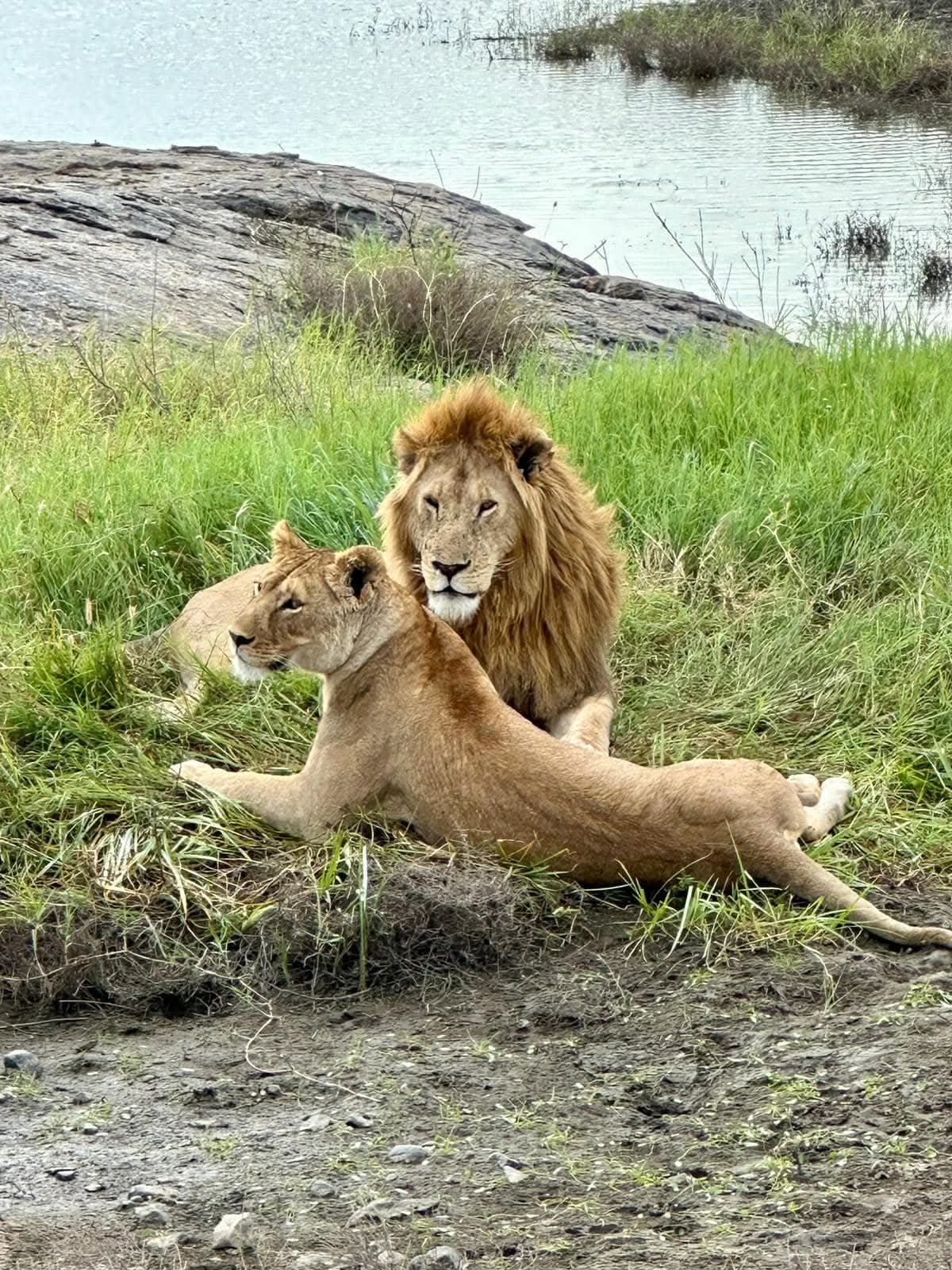 Image number 4 for Fly In Serengeti And Ngorongoro Camping Safari