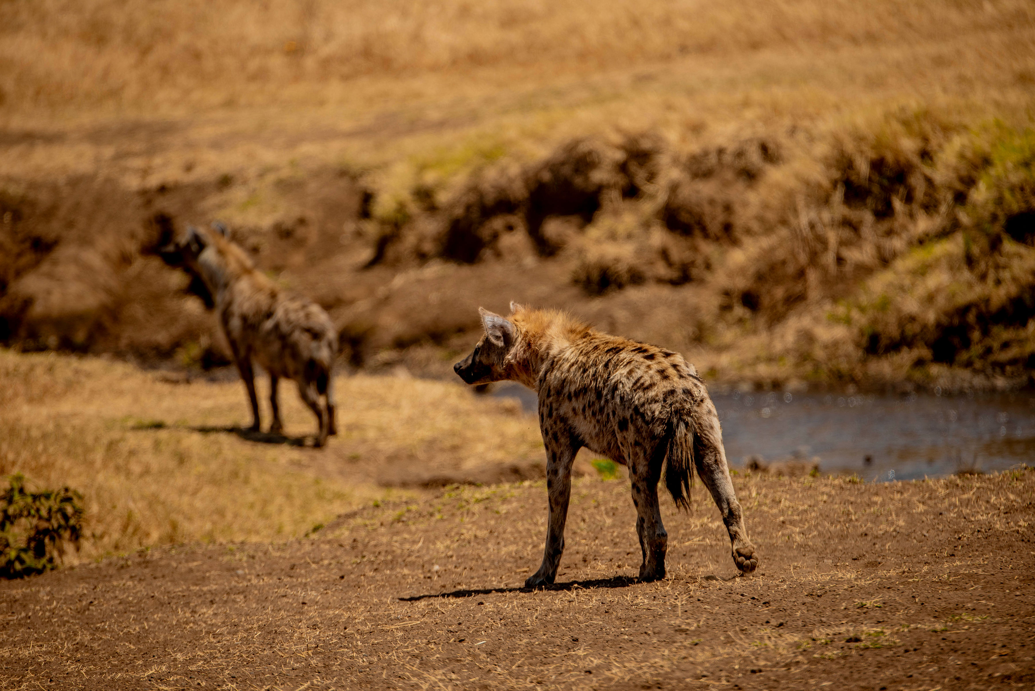 background image for - Experience Camping And Lodge Safari