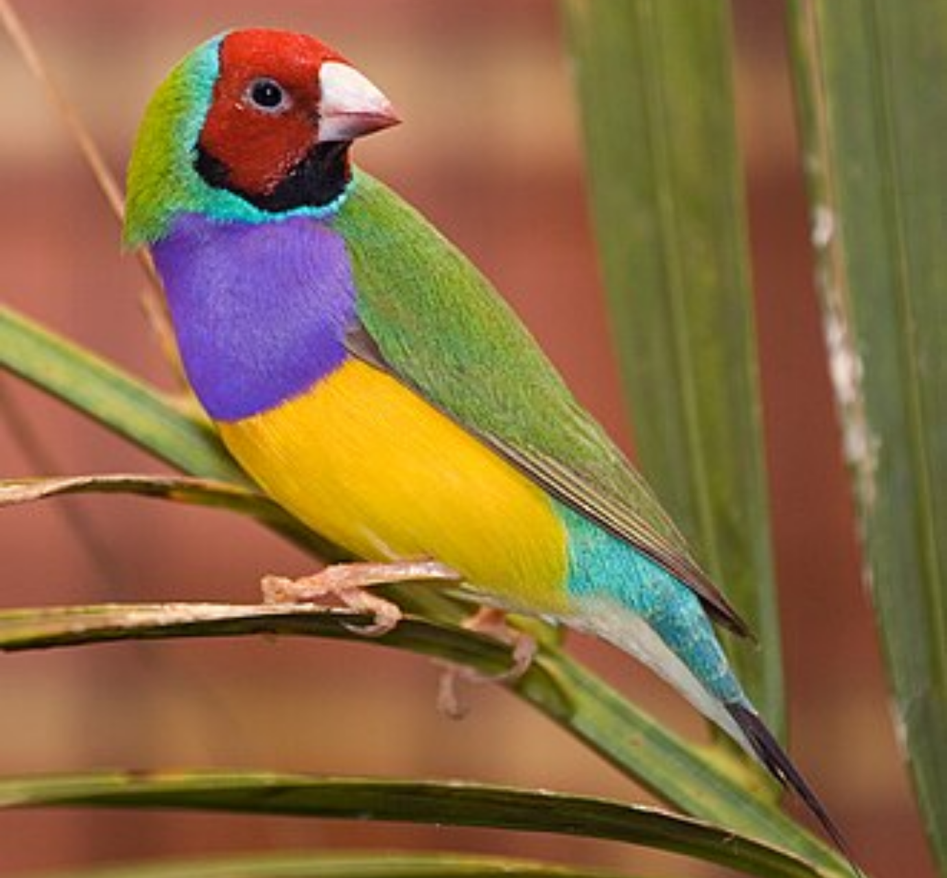 Image number 13 for 11-Day Ethiopia Birdwatching Adventure & Photograph Tour