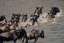 Image number 5 for Northern Tanzania Safari Experience