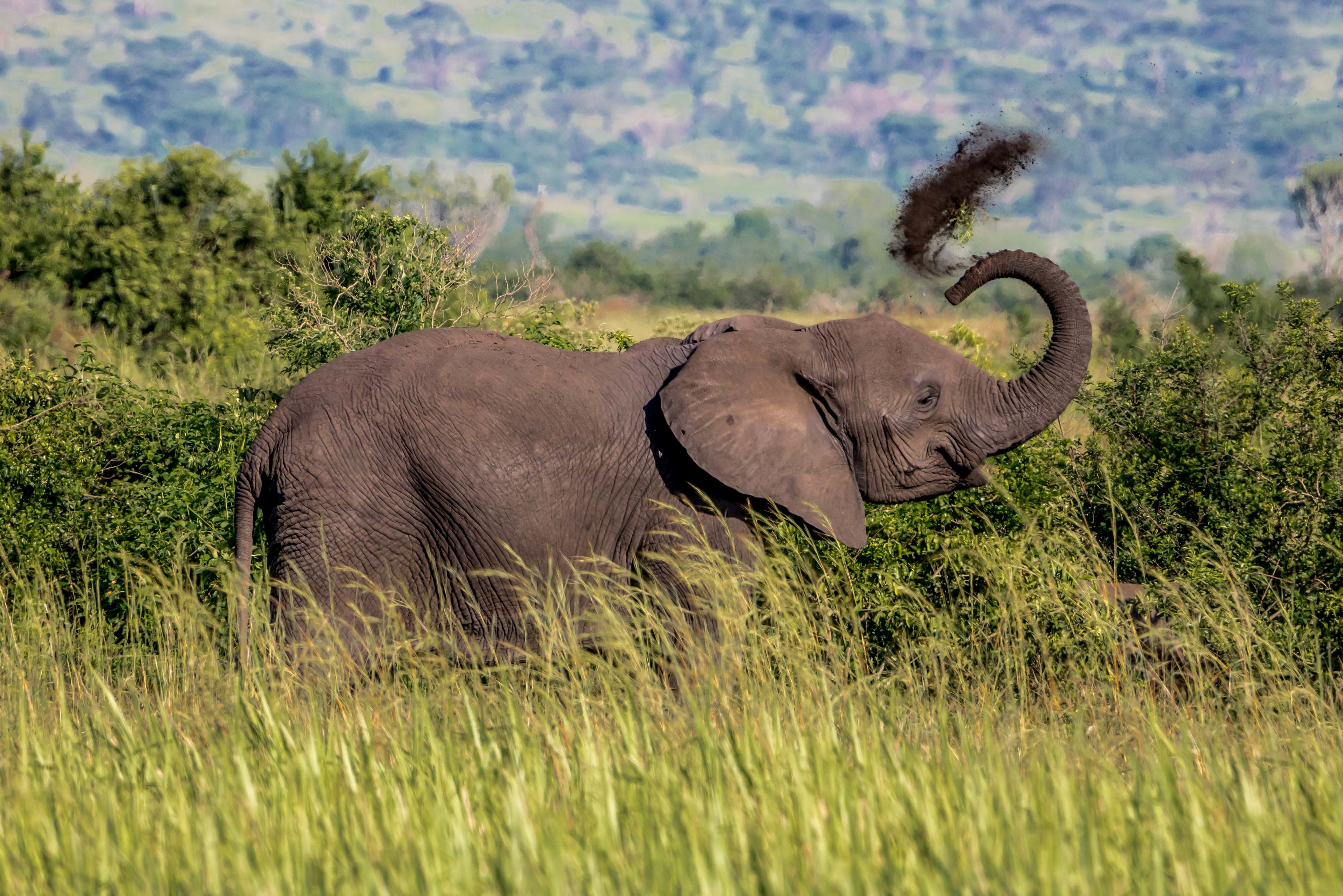 Image number 1 for 5-Days Bwindi & Queen Elizabeth Safari.