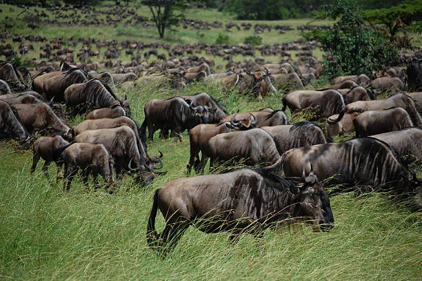 background image for - Best 6 Days Serengeti Safari
