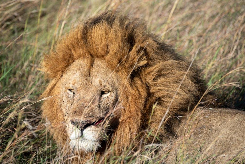 background image for - 5 Days Tanzania Luxury Safari