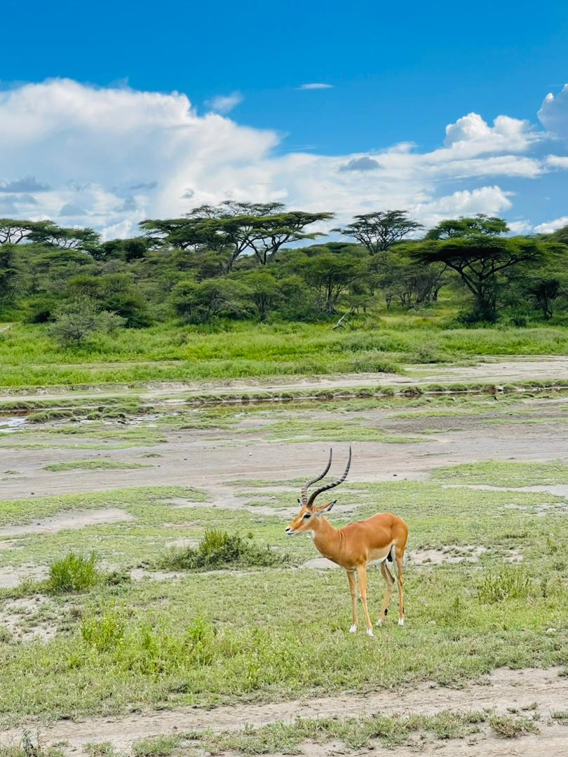 Image number 1 for 6-Day Best Honeymoon & Big Five Trip With Full Of Nature