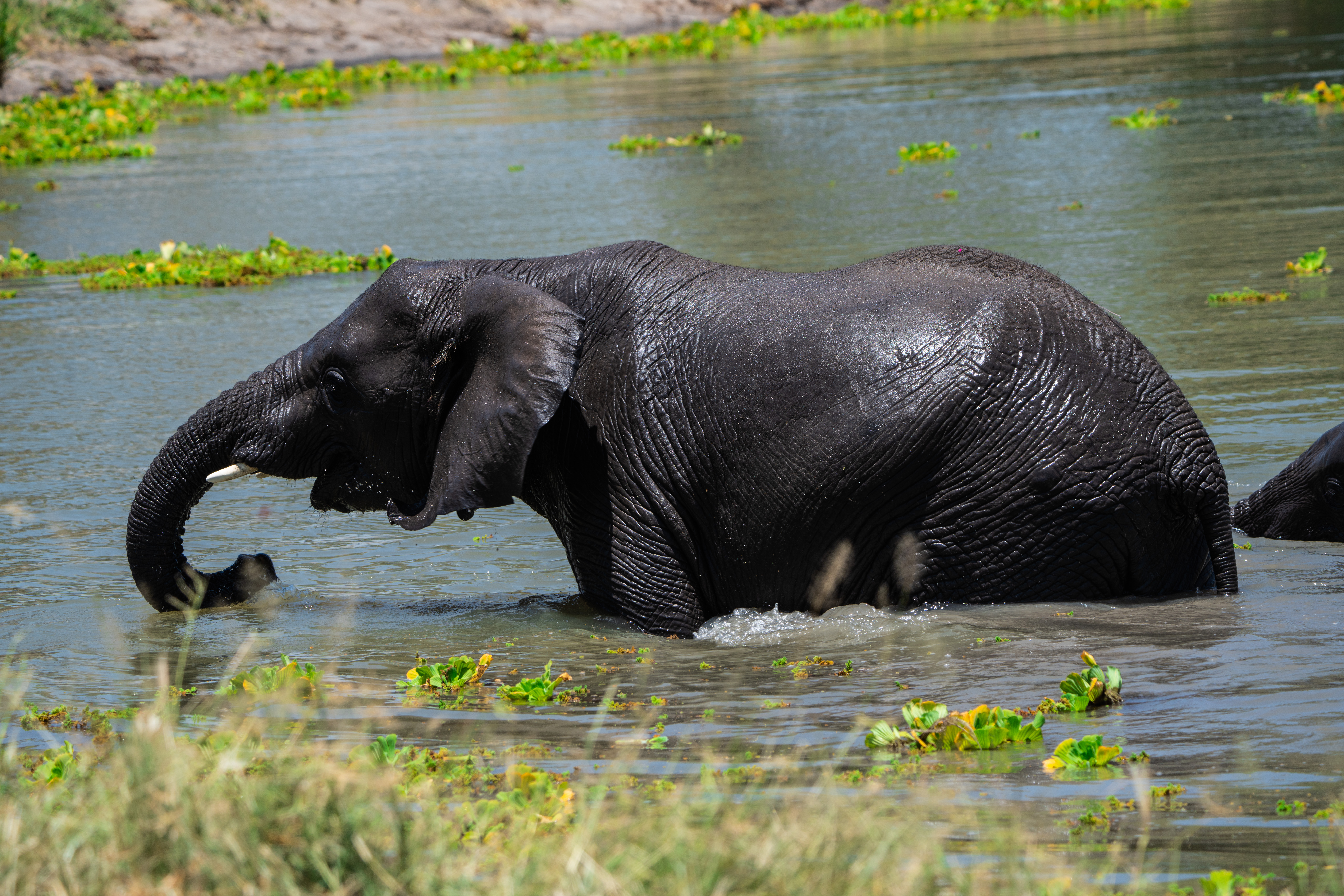 Image number 3 for 3-Day Serengeti & Ngorongoro Crater Safari