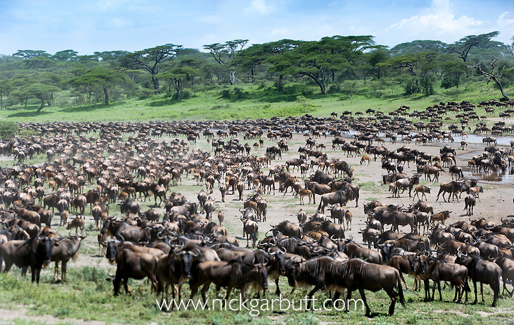 background image for - 8 Day Ndutu Calving Season  Safari