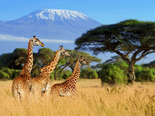 Image number 2 for Best Tarangire, Ngorongoro & Manyara Trip_safari