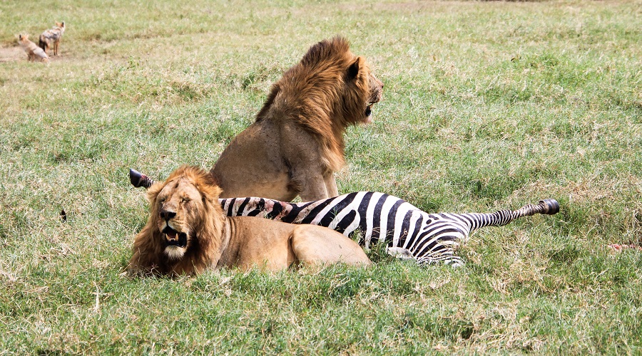 Image number 1 for 2 Days Tanzania Camping Safari 2026-2027