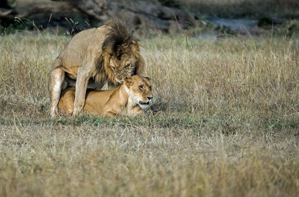 background image for - Best 4 Days Tanzania Lodge Safari