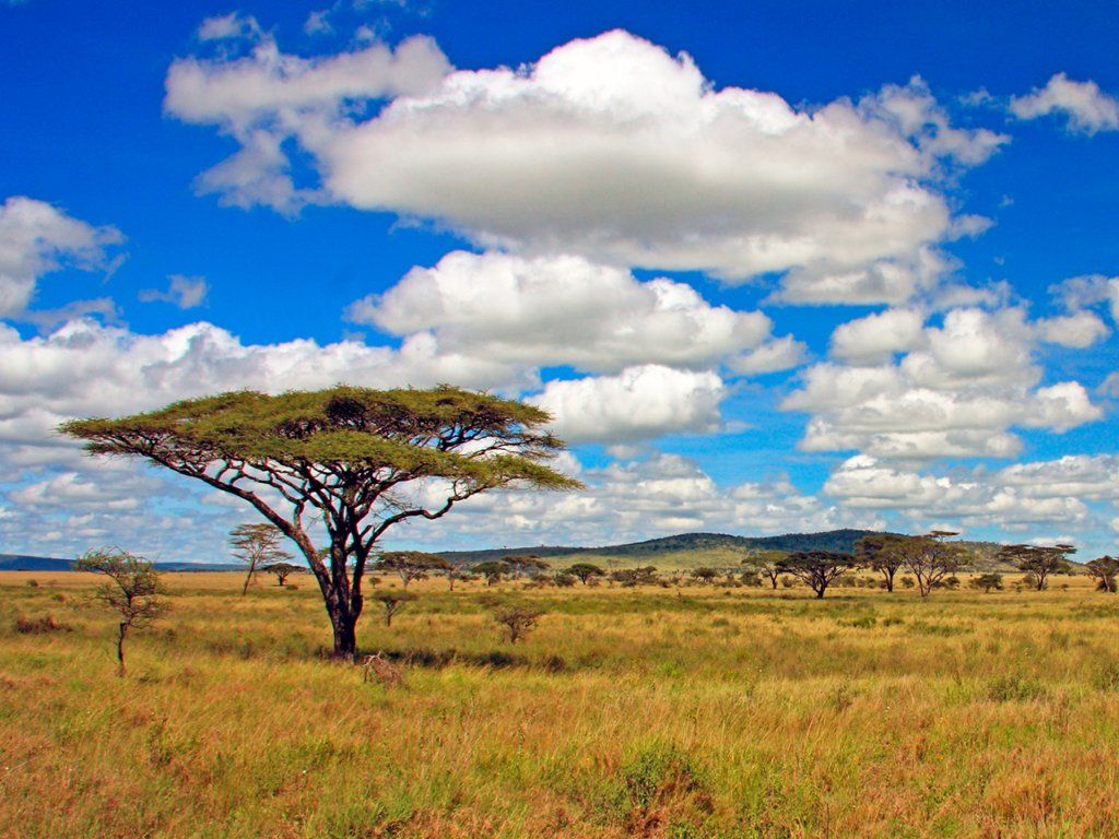 background image for - 9days Kenya & Tanzania Family Safari