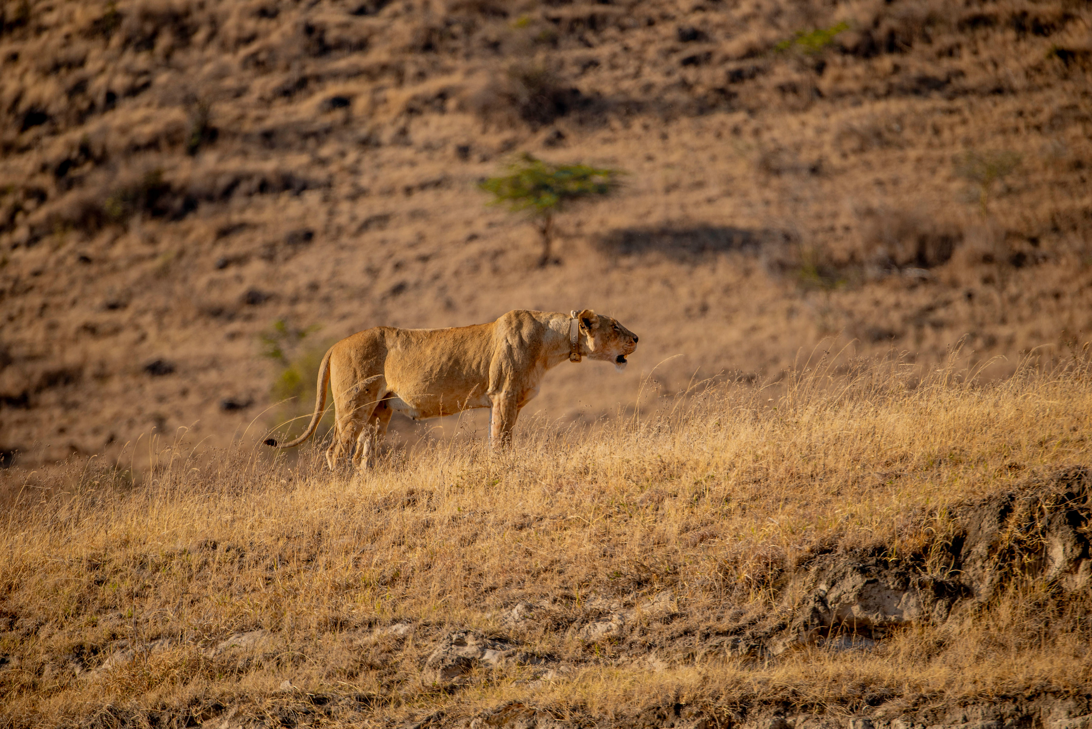 Image number 4 for  Exclusive Private Safari Adventure