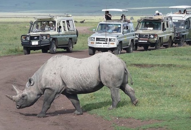 Image number 4 for Group Tour Serengeti Ngorongoro Manyara Tarangire