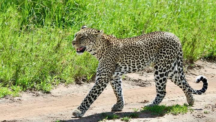 Image number 3 for Tanzania Safari 2 Days