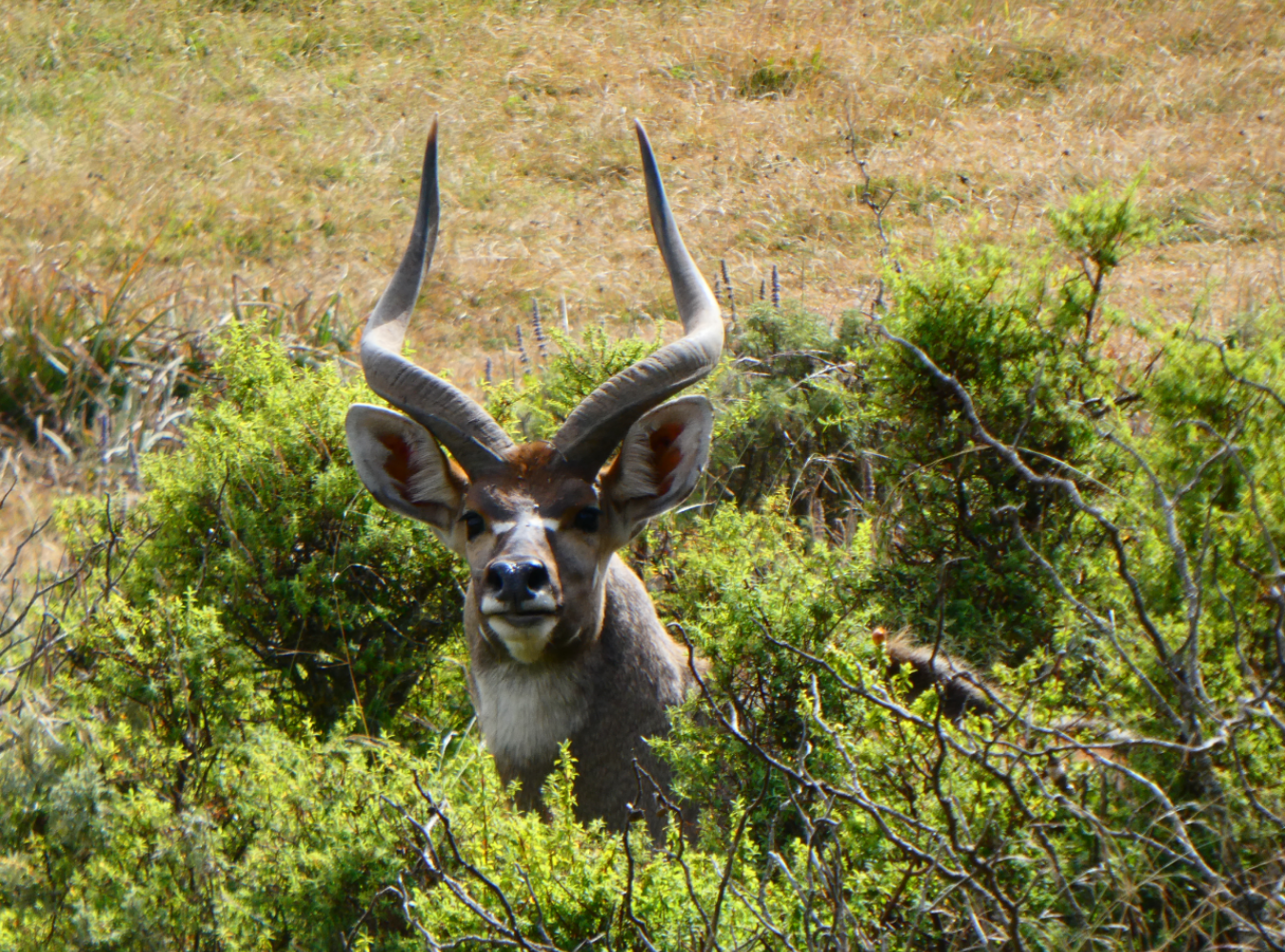 Image number 3 for Bale Mountains Adventure: Wildlife And Wilderness