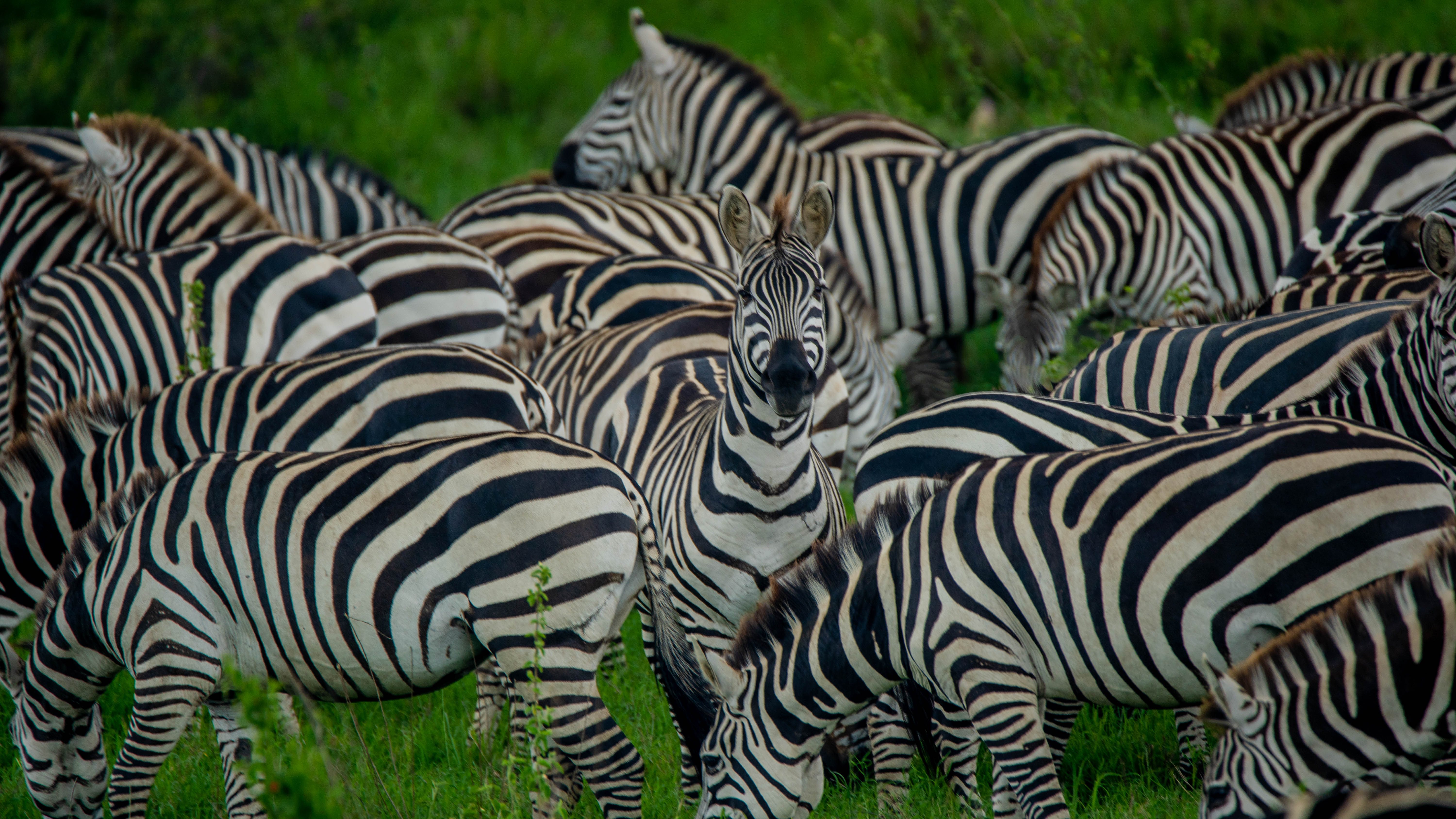 Image number 2 for Best 2 Day Safari From Zanzibar