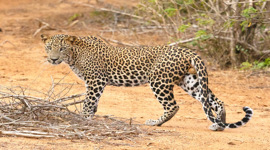 Image number 1 for 7 Days Tanzania Camping Safari 2026-2027