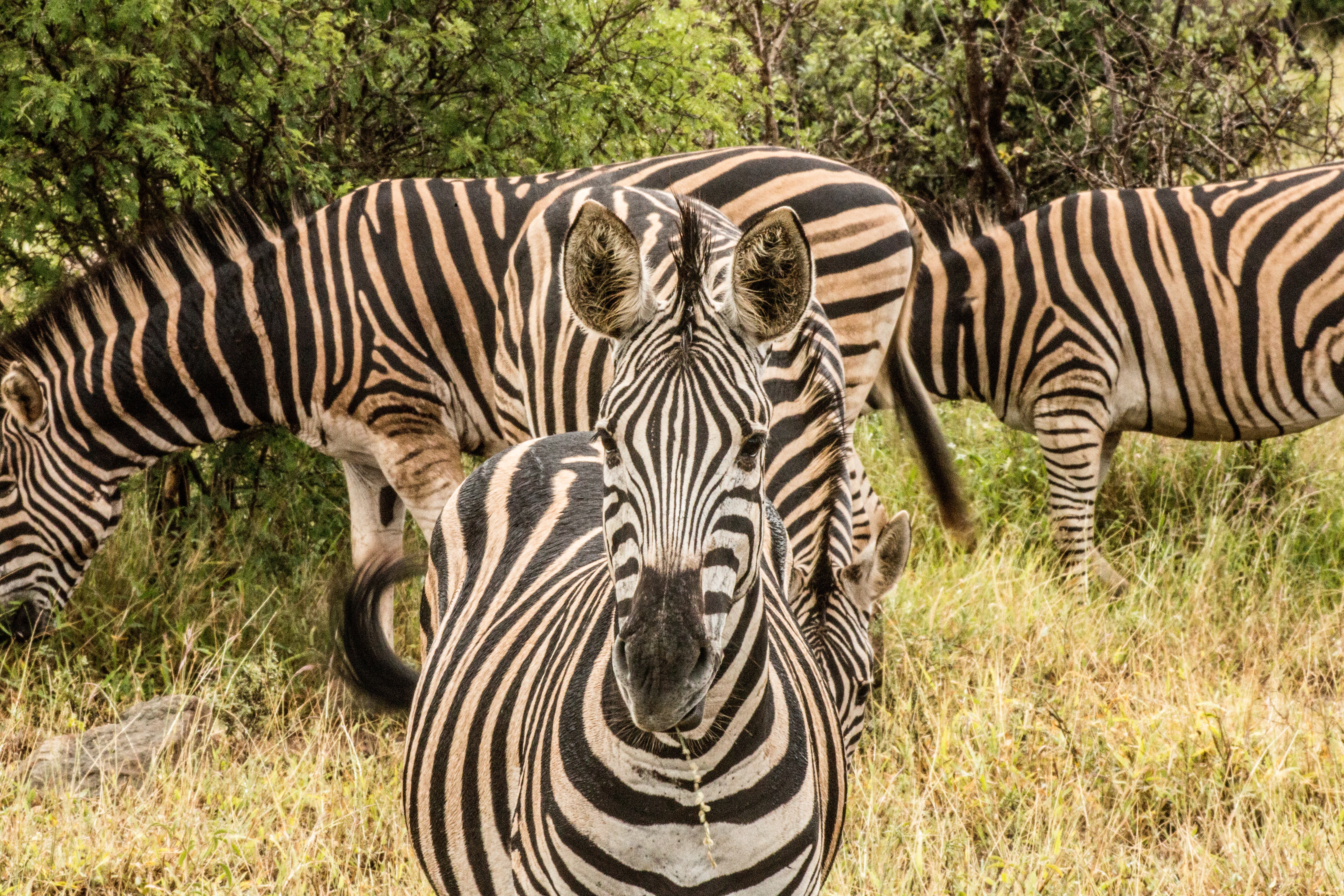 background image for - 2 Days Tanzania Private Safari 