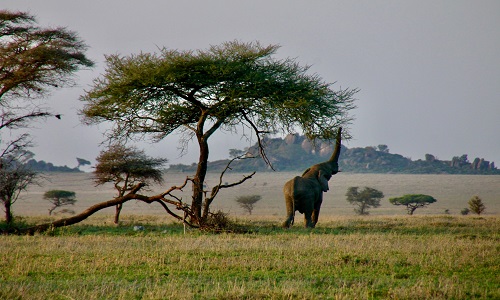 background image for - 4 Days Tanzania Budget Safari