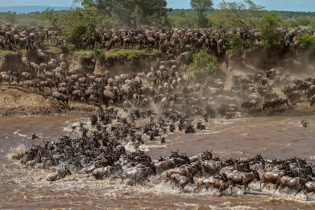 Image number 2 for Great Migration Safari