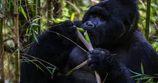 background image for - Gorilla Trackking Safari Uganda