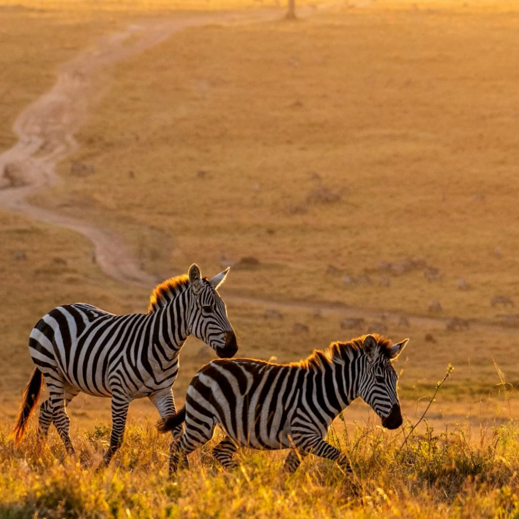 background image for - 7 Nights Of Unforgettable Kenyan Safari Adventures