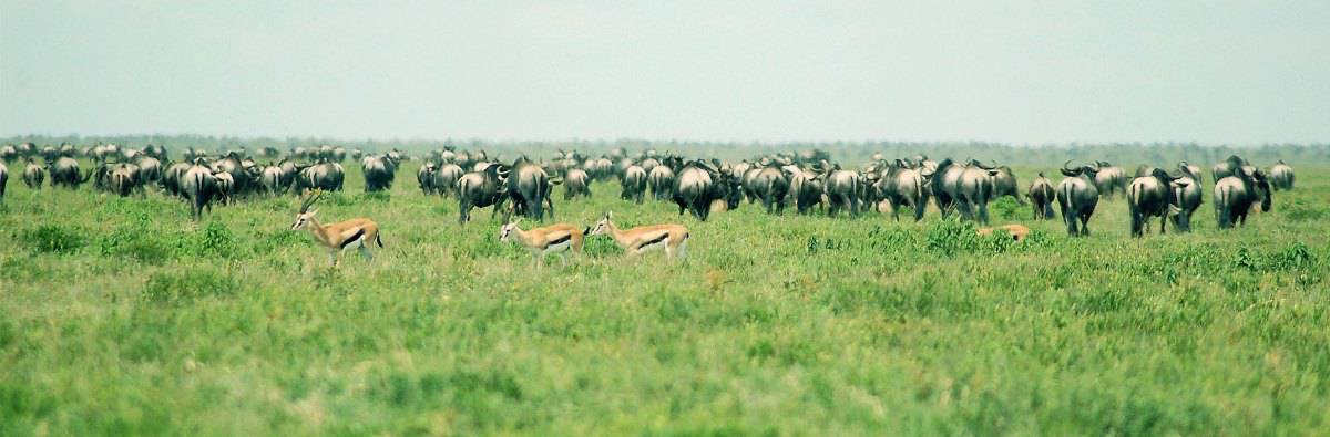 background image for - Best 4-Day Tanzania Safari Tours