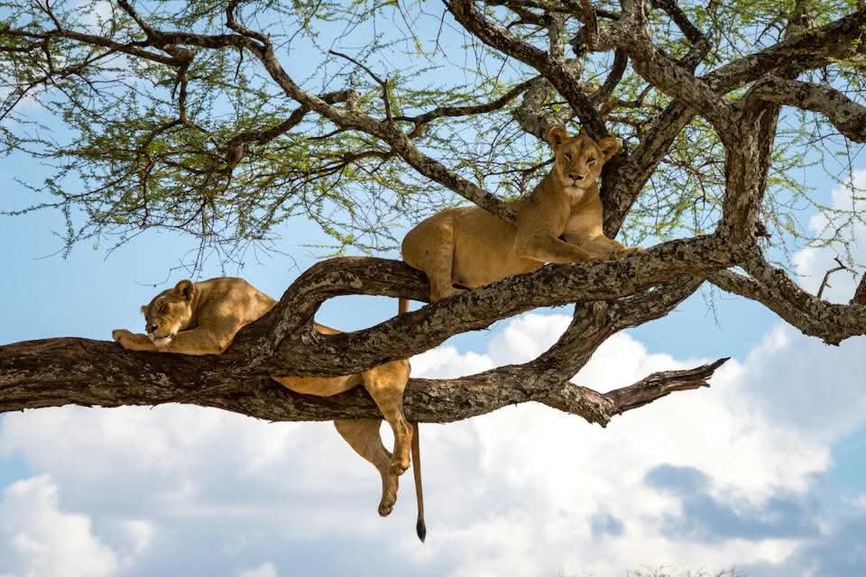 Image number 9 for Tanzania Safari: A Journey Into Africa’s Untamed Heart