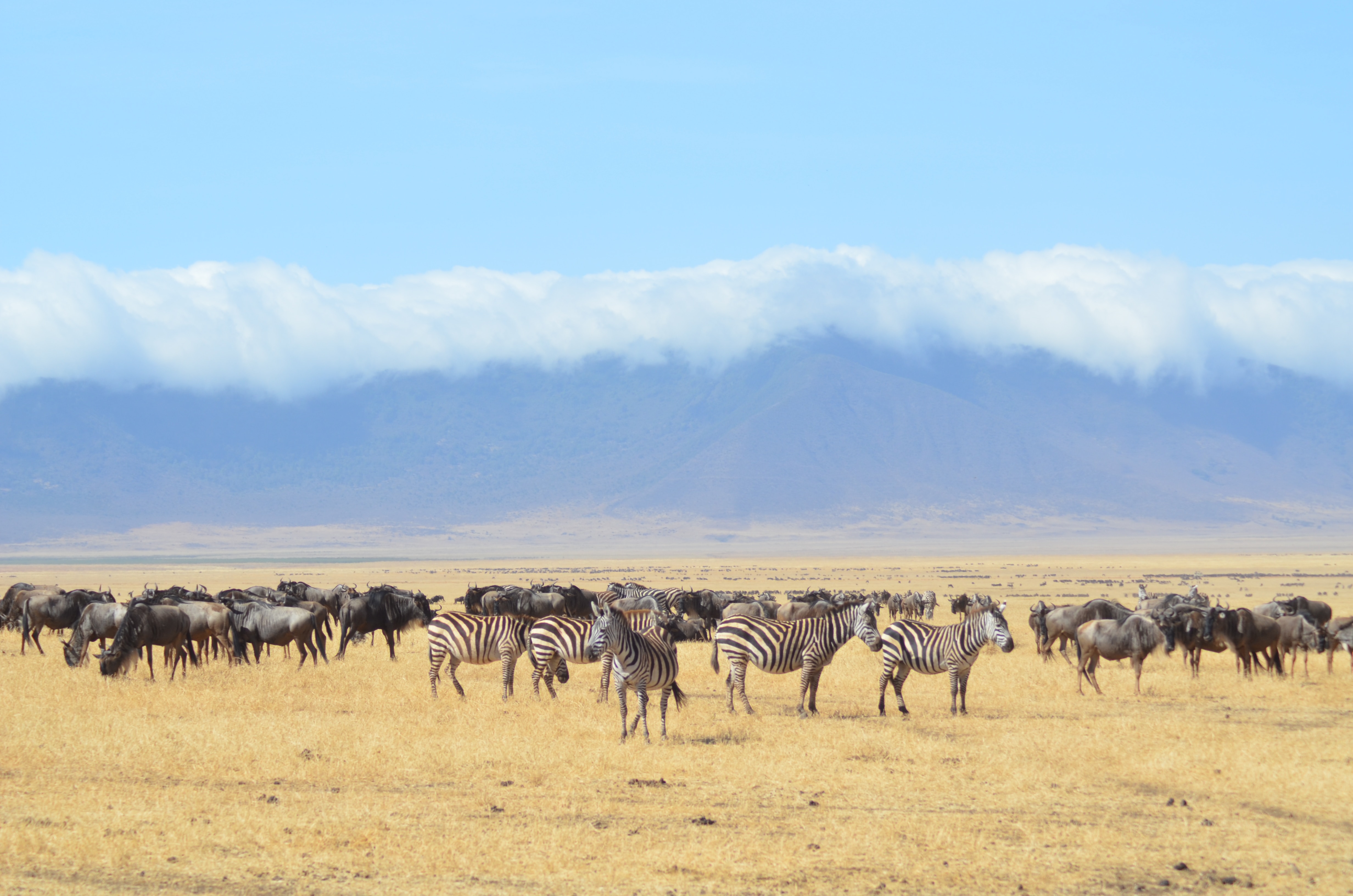 background image for - 5 Days Calving Season Serengeti