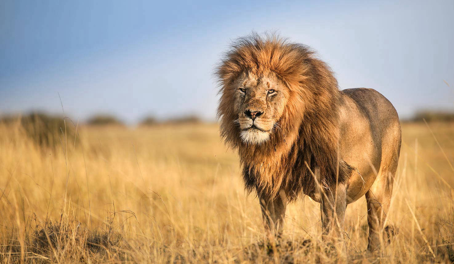 background image for - Masai Mara Budget Safari