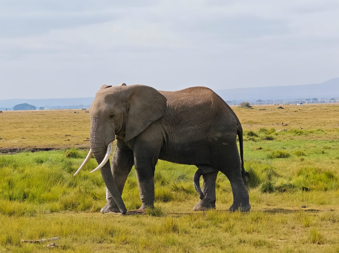 Image number 2 for Best Of Kenya Safari Masai Mara Lake Nakuru Amboseli