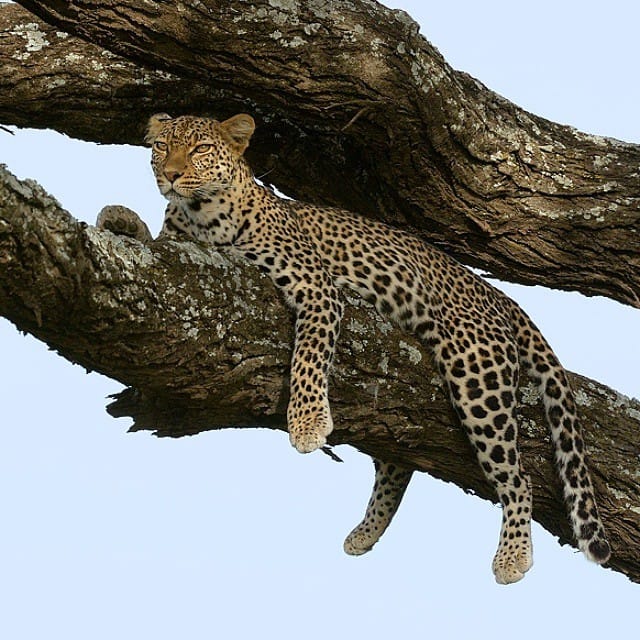 background image for - 6 Days Safari- Tarangire Serengeti & Ngorongoro Crater